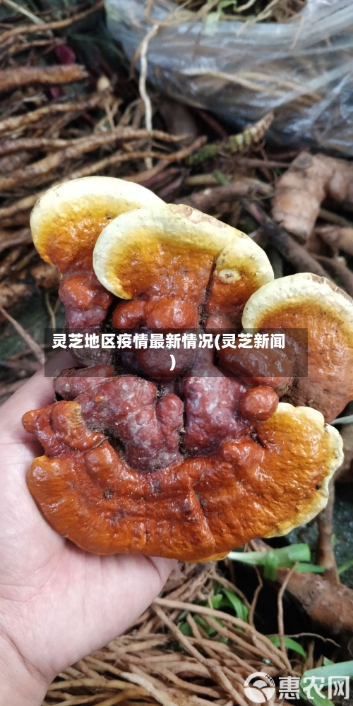 灵芝地区疫情最新情况(灵芝新闻)-第2张图片