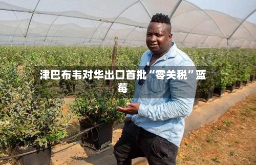 津巴布韦对华出口首批“零关税”蓝莓-第2张图片