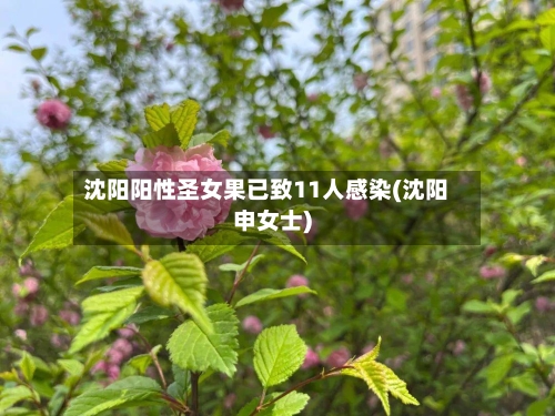 沈阳阳性圣女果已致11人感染(沈阳申女士)-第2张图片